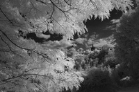 8 Photo de coss_0409-3